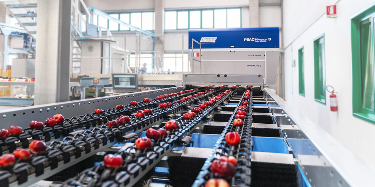 Agrintesa, con Unitec un nuovo impianto per pesche, nettarine piatte e pere